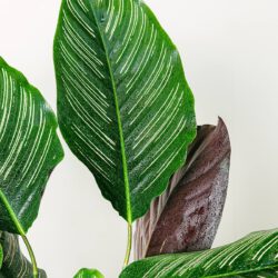 Zierkaktus (Calathea) – Bild 2