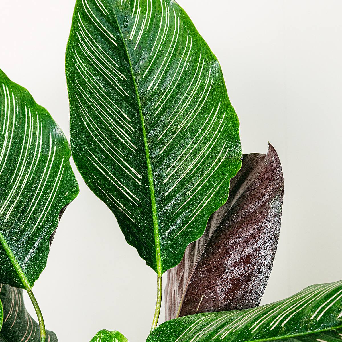 Zierkaktus (Calathea) – Bild 2