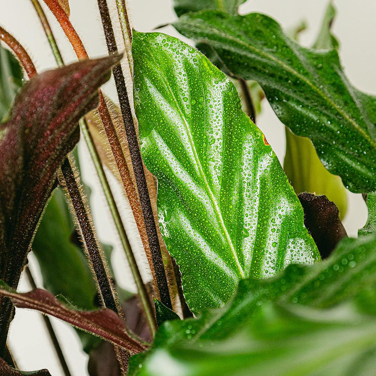 Calathea-Wellenstern – Bild 2
