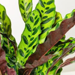 Calathea Insigne – Bild 2