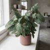 Calathea Kompakte Stern