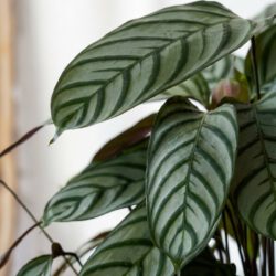 Calathea Kompakte Stern – Bild 2