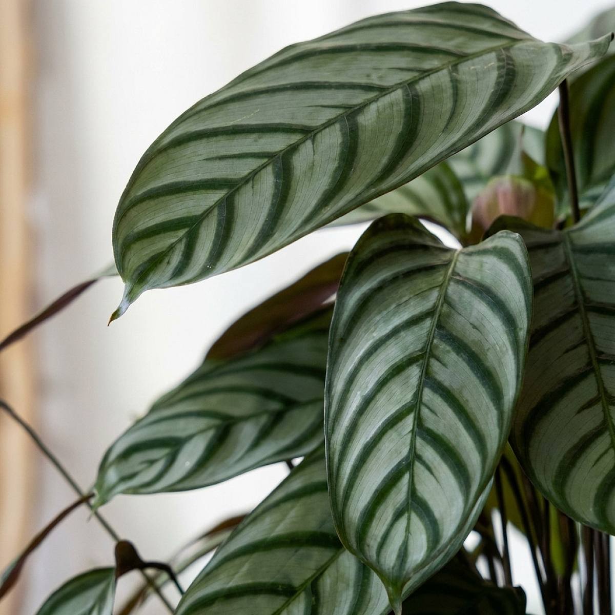 Calathea Kompakte Stern – Bild 2