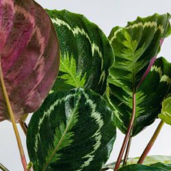 Calathea Medallion - üppiges Laub – Bild 2