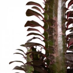 Euphorbia – Bild 2