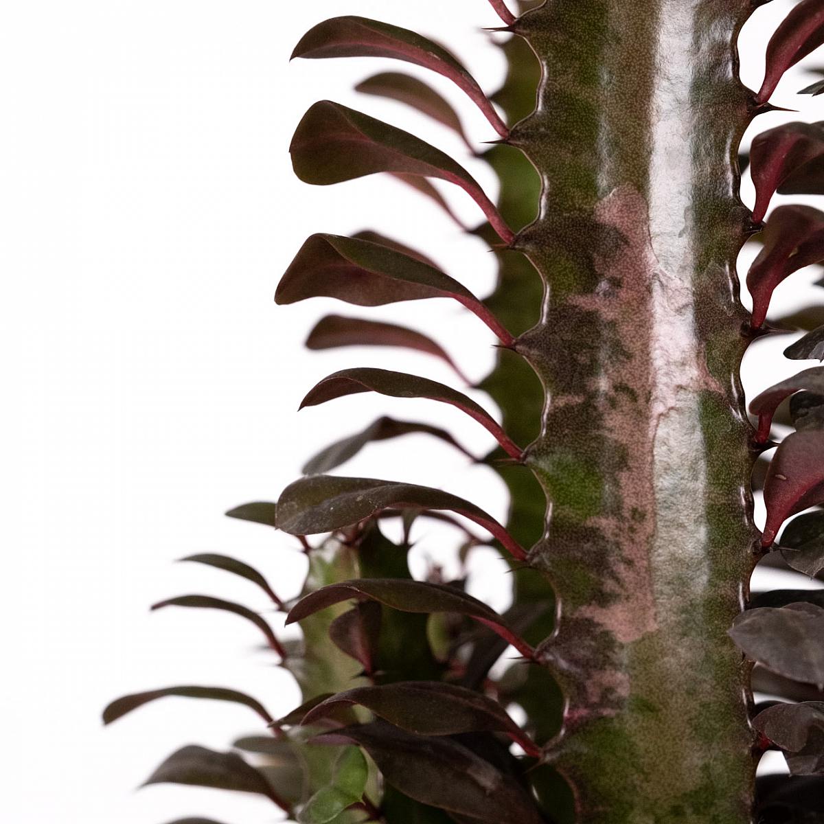 Euphorbia – Bild 2