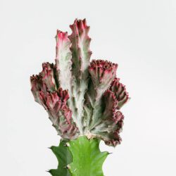 Euphorbia Lactea Variegata Crestata – Bild 2