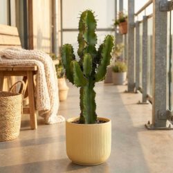 Euphorbia Kaktus – Bild 2