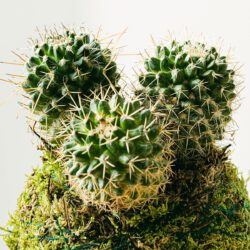 Kokedama Kaktus – Bild 2
