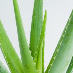 Aloe – Bild 2