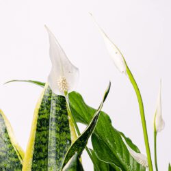 Duo-Sauerstoffpumpe (Spathiphyllum, Sansevieria - Schlangenpflanze) – Bild 2