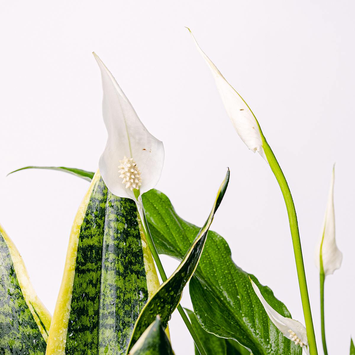 Duo-Sauerstoffpumpe (Spathiphyllum, Sansevieria - Schlangenpflanze) – Bild 2