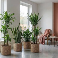 XL unkaputtbares Paket (Yucca, Brasilstamm / Dracaena Fragrans, Spathiphyllum, Sansevieria - Schlangenpflanze)