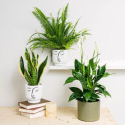 Pflanzen-Trio: Süße Träume (Spathiphyllum, Sansevieria - Schlangenpflanze, Nephrolepis)