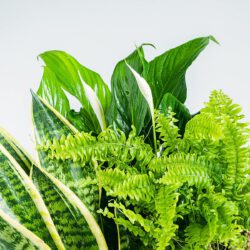 Pflanzen-Trio: Süße Träume (Spathiphyllum, Sansevieria - Schlangenpflanze, Nephrolepis) – Bild 2