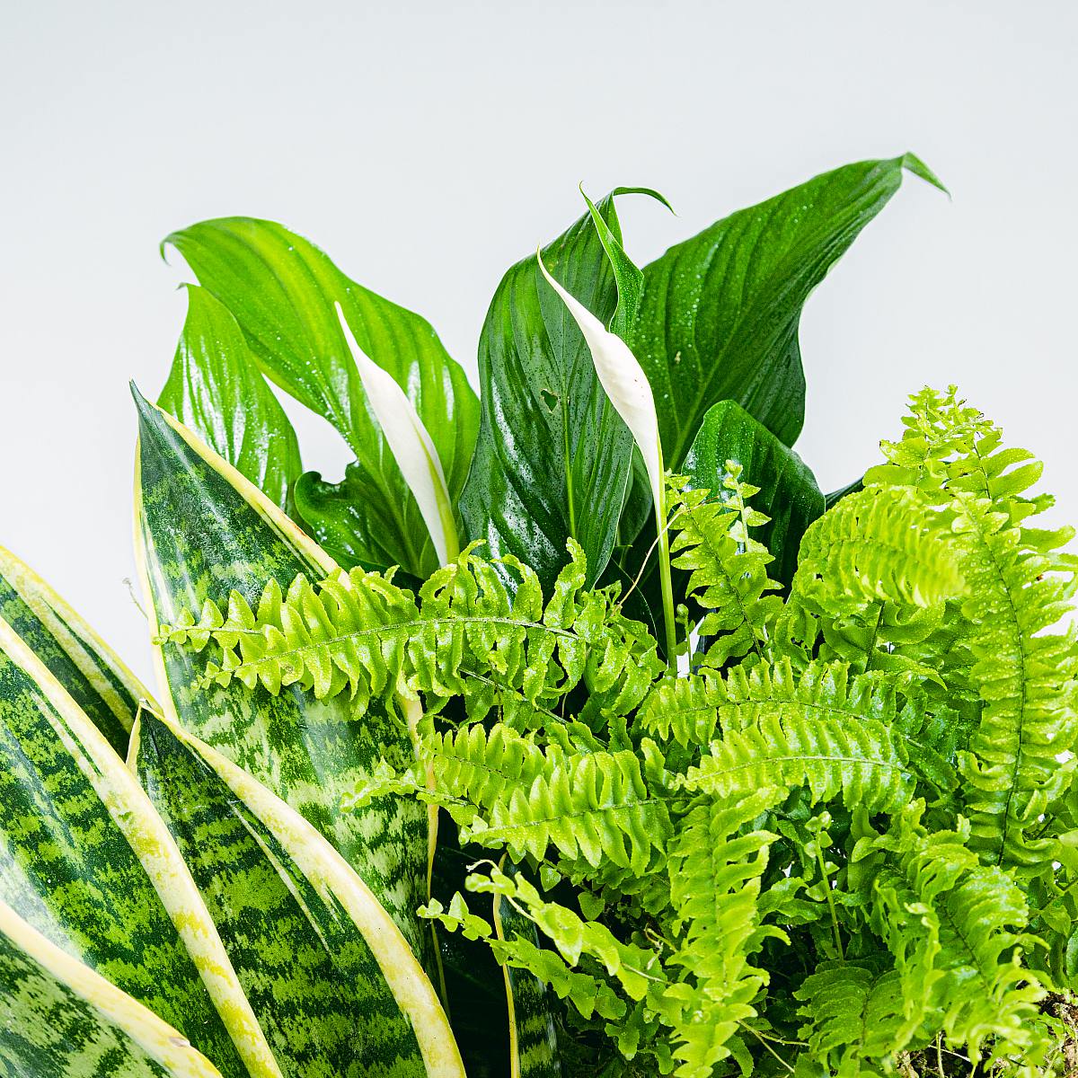 Pflanzen-Trio: Süße Träume (Spathiphyllum, Sansevieria - Schlangenpflanze, Nephrolepis) – Bild 2