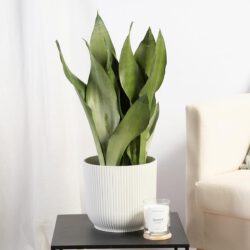 Sansevieria Mondschein