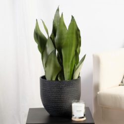 Sansevieria Mondschein – Bild 2