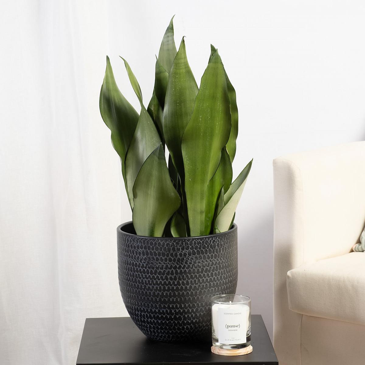 Sansevieria Mondschein – Bild 2