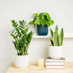Pflanzen-Trio: Elegante Luftreiniger (Pothos - Epipremnum, Sansevieria - Schlangenpflanze, Zamioculcas - Rabenpflanze (ZZ))