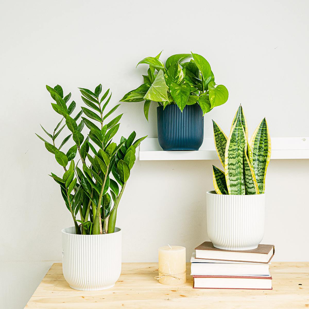 Pflanzen-Trio: Elegante Luftreiniger (Pothos - Epipremnum, Sansevieria - Schlangenpflanze, Zamioculcas - Rabenpflanze (ZZ))