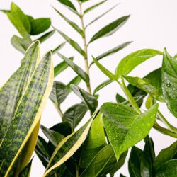 Pflanzen-Trio: Elegante Luftreiniger (Pothos - Epipremnum, Sansevieria - Schlangenpflanze, Zamioculcas - Rabenpflanze (ZZ)) – Bild 2