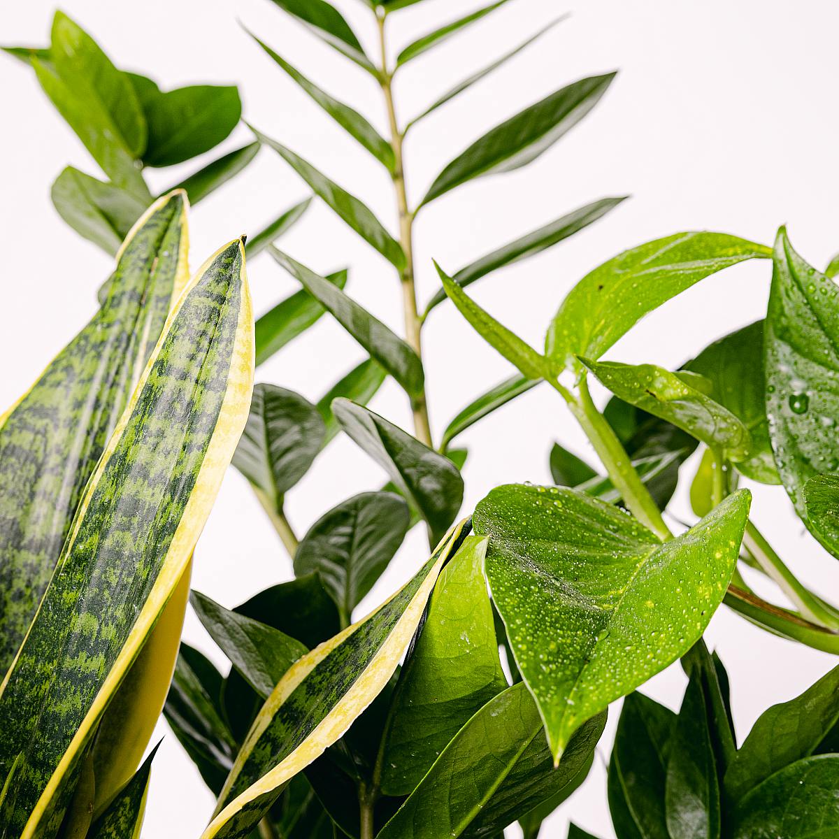 Pflanzen-Trio: Elegante Luftreiniger (Pothos - Epipremnum, Sansevieria - Schlangenpflanze, Zamioculcas - Rabenpflanze (ZZ)) – Bild 2