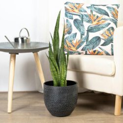Sansevieria Zeylanica