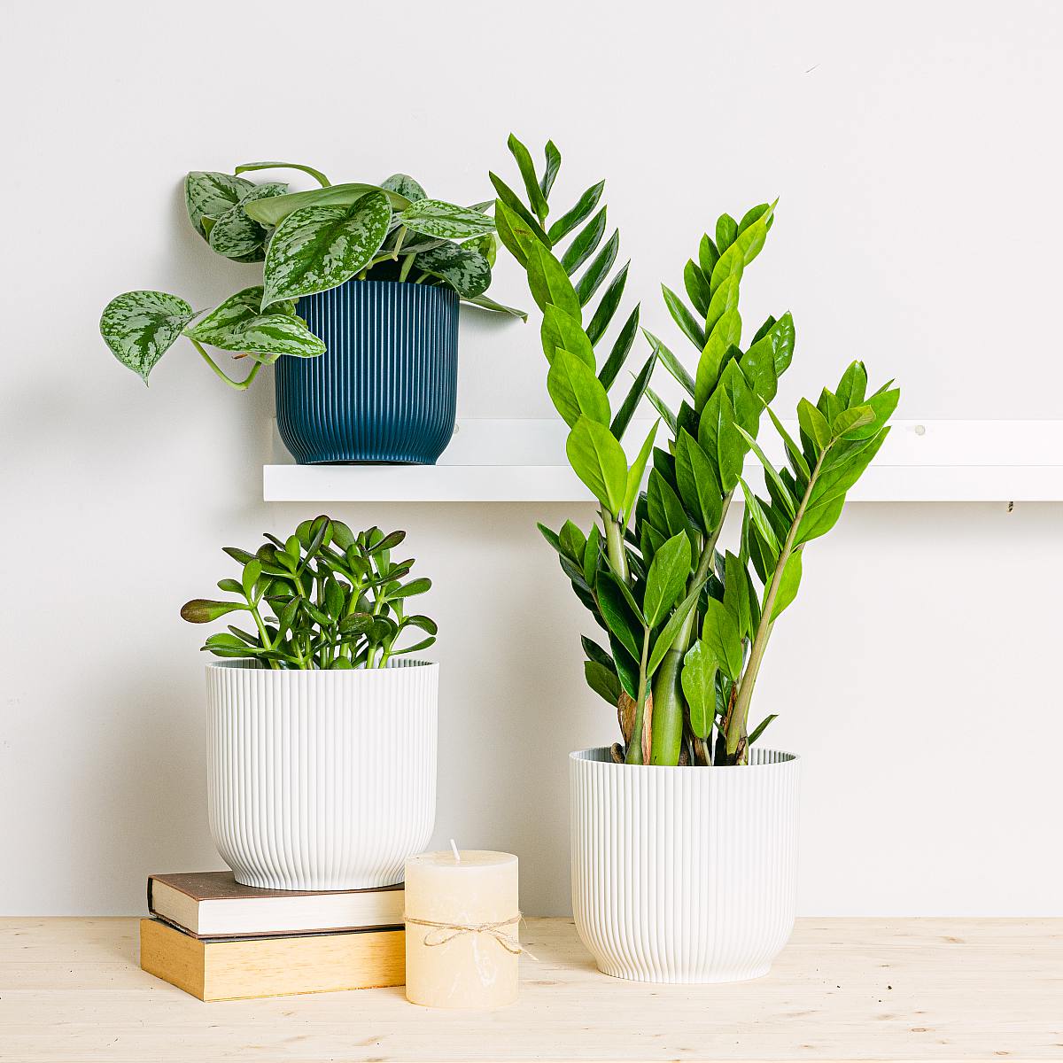 Pflanzen-Trio: Die Unsterblichen (Silber Pothos, Magischer Baum Crassula, Zamioculcas - Rabenpflanze (ZZ))