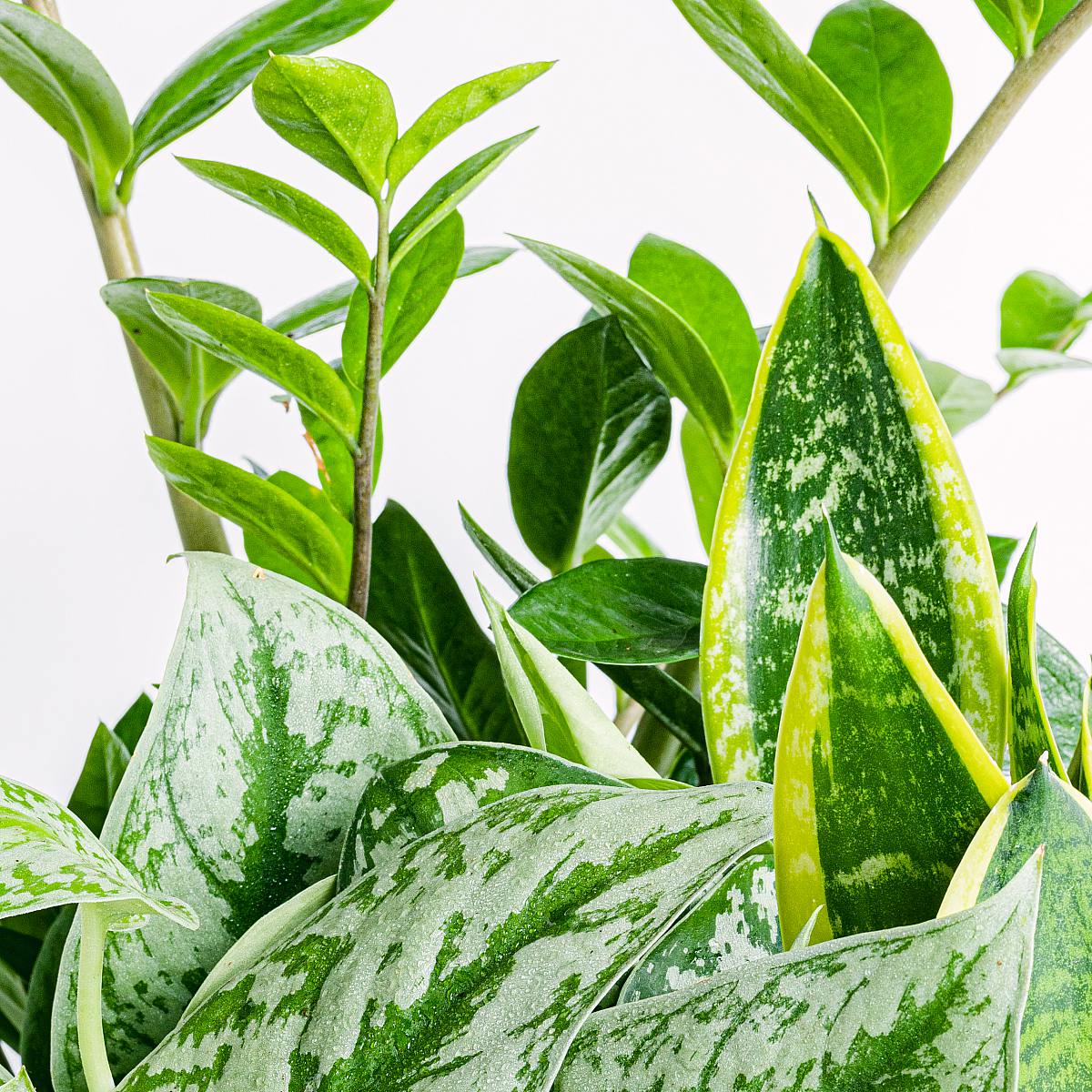 Pflanzen-Trio: Die Unsterblichen (Silber Pothos, Magischer Baum Crassula, Zamioculcas - Rabenpflanze (ZZ)) – Bild 2