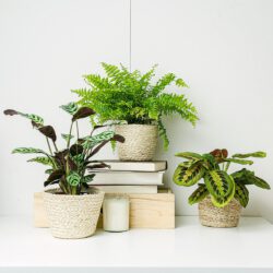 Pflanzentrio für Tiere geeignete (Ctenanthe Burle Marxii, Maranta Tricolor - Blume des Gebets, Nephrolepis)