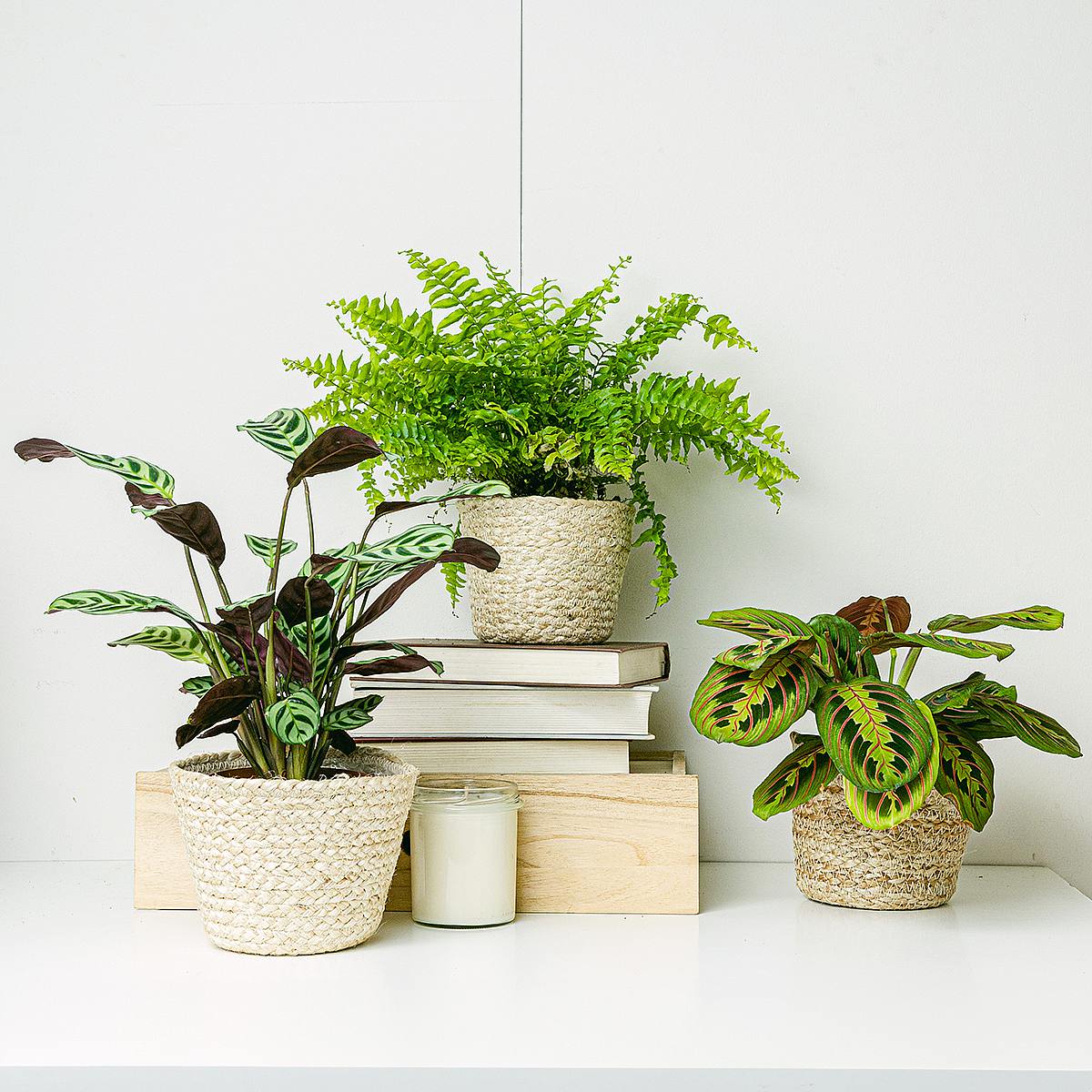 Pflanzentrio für Tiere geeignete (Ctenanthe Burle Marxii, Maranta Tricolor - Blume des Gebets, Nephrolepis)