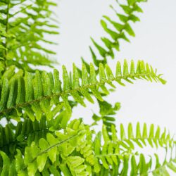 Nephrolepis (Schwertfarn) – Bild 2