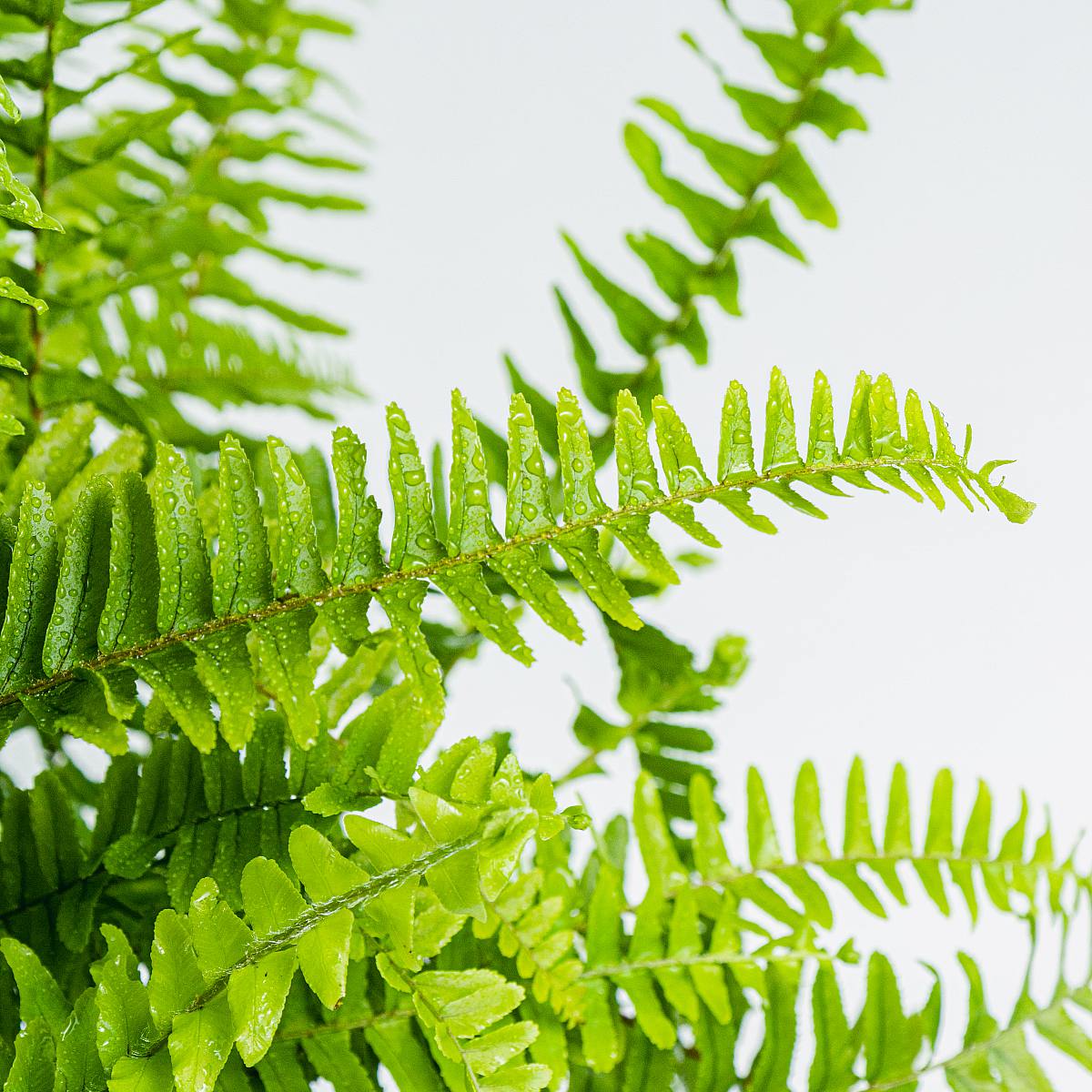 Nephrolepis (Schwertfarn) – Bild 2