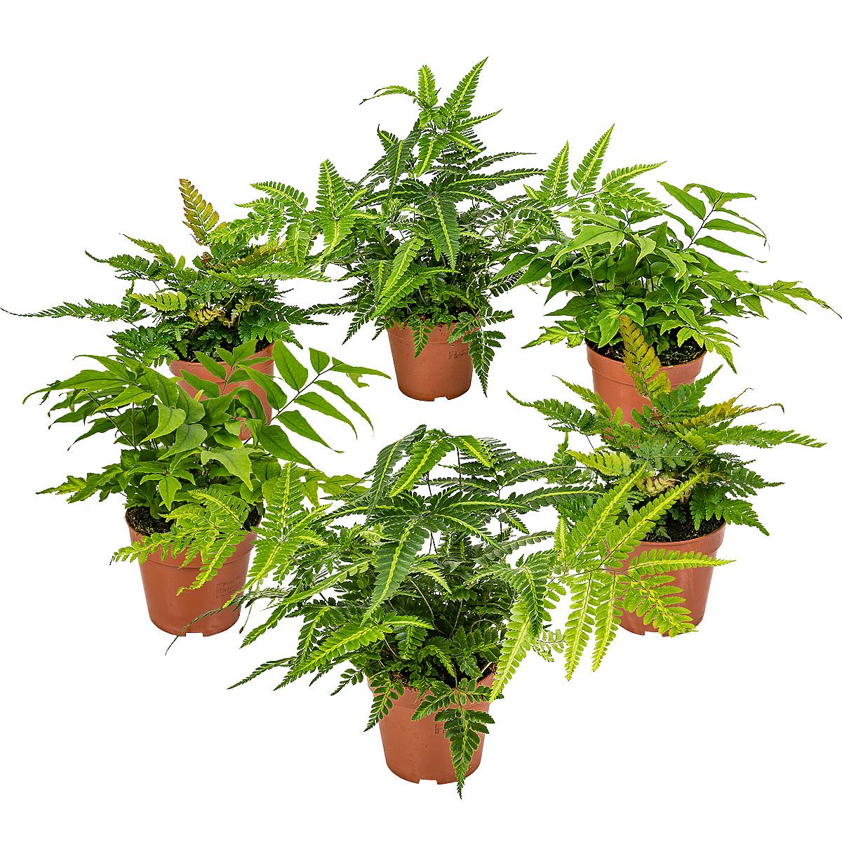 6 Farn-Kollektion – Bild 2