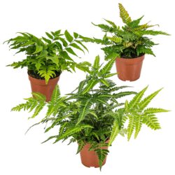 Grünes Farn-Trio – Bild 2