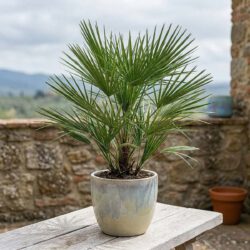 Chamaerops humilis