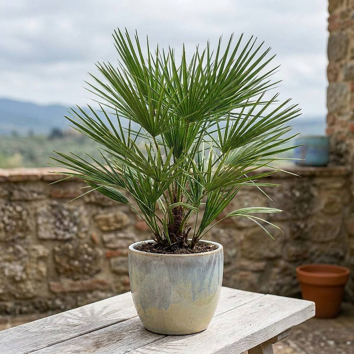 Chamaerops humilis