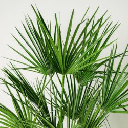 Chamaerops humilis – Bild 2