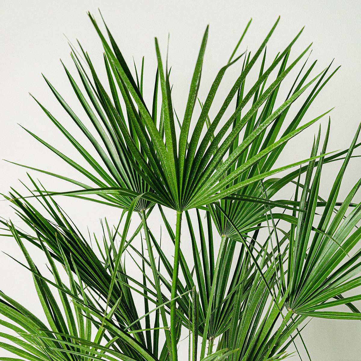 Chamaerops humilis – Bild 2