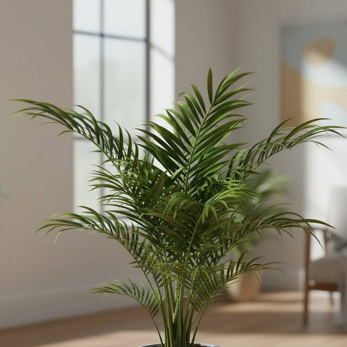 Washingtonia Robusta – Bild 2
