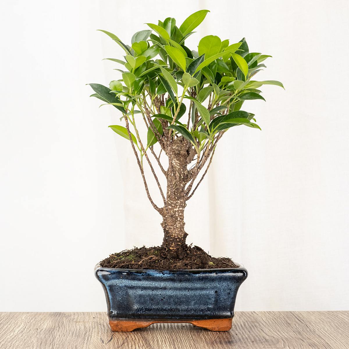 Bonsai Ficus retusa 5 Jahre alt