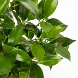 Bonsai Ficus retusa 5 Jahre alt – Bild 2