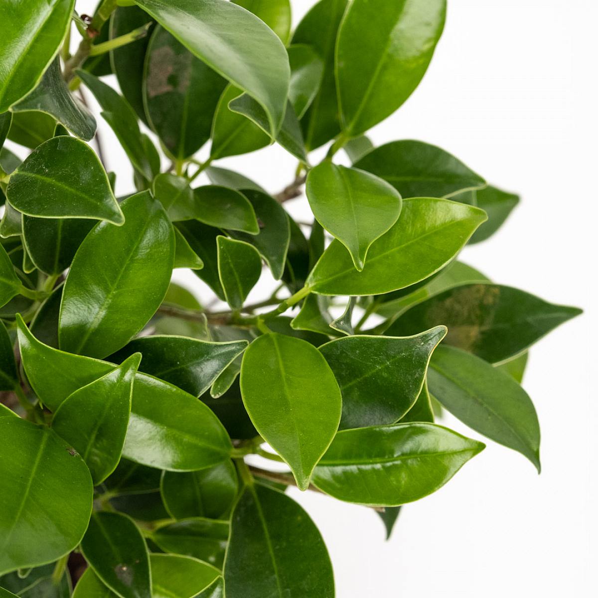 Bonsai Ficus retusa 5 Jahre alt – Bild 2