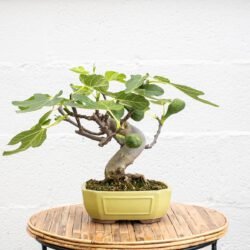 Bonsai 10 Jahre alt Ficus carica