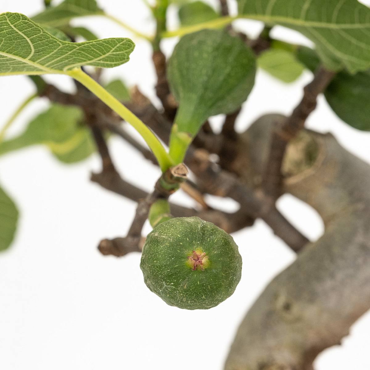Bonsai 10 Jahre alt Ficus carica – Bild 2