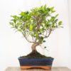 Bonsai Ficus 10 Jahre