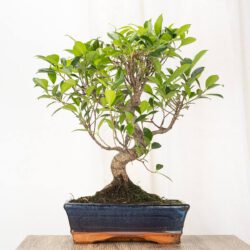 Bonsai Ficus 10 Jahre