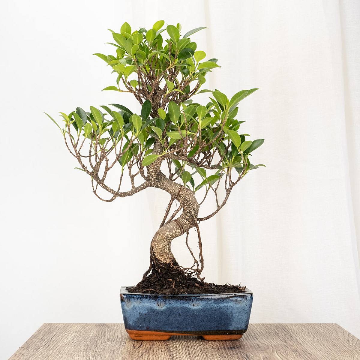 Bonsai Ficus retusa (8 Jahre alt)