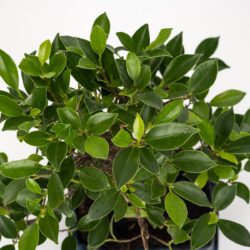 Bonsai Ficus retusa (8 Jahre alt) – Bild 2